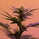 Washington: Vertical Integration: What It is and Why It Matters to Cannabis
